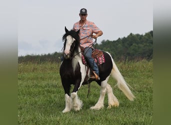 Tinkerhäst, Sto, 13 år, 152 cm, Tobiano-skäck-alla-färger