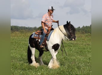 Tinkerhäst, Sto, 13 år, 152 cm, Tobiano-skäck-alla-färger