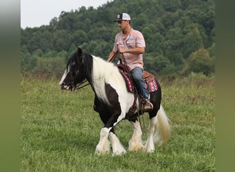 Tinkerhäst, Sto, 13 år, 152 cm, Tobiano-skäck-alla-färger