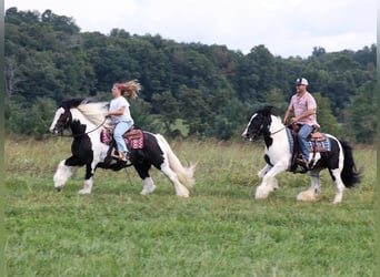 Tinkerhäst, Sto, 13 år, 152 cm, Tobiano-skäck-alla-färger