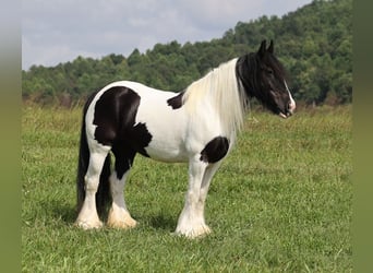 Tinkerhäst, Sto, 13 år, 152 cm, Tobiano-skäck-alla-färger