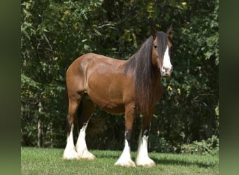 Tinkerhäst, Sto, 15 år, 155 cm, Brun