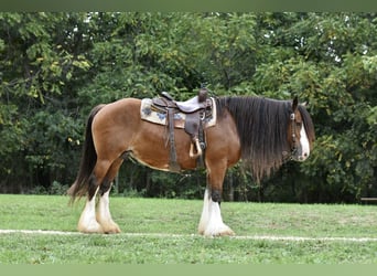 Tinkerhäst, Sto, 15 år, 155 cm, Brun