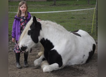 Tinkerhäst, Sto, 18 år, 150 cm, Pinto