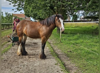 Tinkerhäst, Sto, 1 år, 130 cm, Mörkbrun