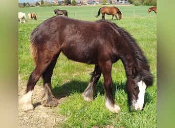 Tinkerhäst, Sto, 1 år, 135 cm, Svart