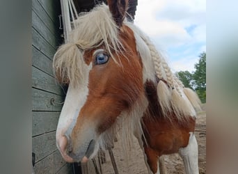 Tinkerhäst, Sto, 1 år, 148 cm, Pinto