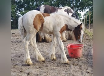 Tinkerhäst, Sto, 1 år, 148 cm, Pinto