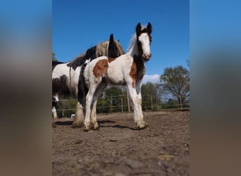 Tinkerhäst, Sto, 1 år, 150 cm, Pinto