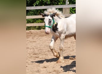 Tinkerhäst, Sto, 1 år, 150 cm, Pinto