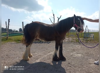 Tinkerhäst, Sto, 2 år, 120 cm, Rökfärgad svart