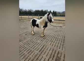 Tinkerhäst, Sto, 2 år, 125 cm, Grå-mörk-brun