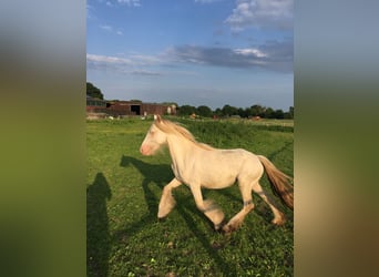 Tinkerhäst, Sto, 2 år, 130 cm, Cremello