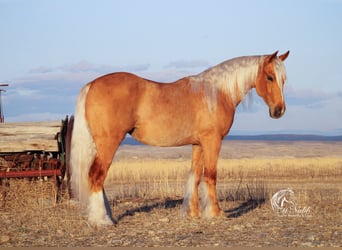 Tinkerhäst, Sto, 2 år, 135 cm, Palomino