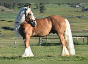 Tinkerhäst, Sto, 2 år, 135 cm, Palomino
