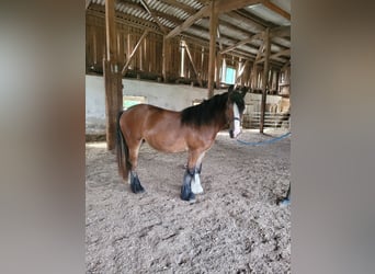 Tinkerhäst, Sto, 2 år, 140 cm, Brun