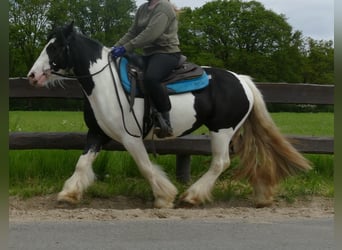 Tinkerhäst, Sto, 3 år, 139 cm, Pinto