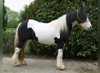 Tinkerhäst, Sto, 3 år, 139 cm, Pinto