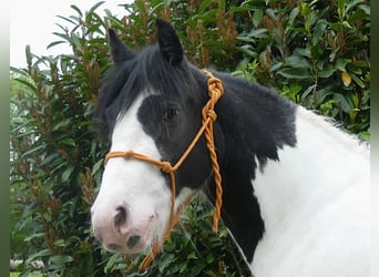 Tinkerhäst, Sto, 3 år, 139 cm, Pinto
