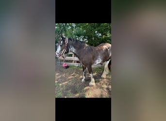 Tinkerhäst, Sto, 3 år, 140 cm, Svart