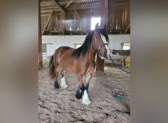 Tinkerhäst, Sto, 3 år, 145 cm, Brun