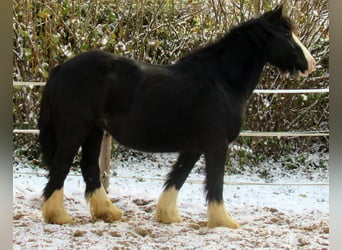 Tinkerhäst, Sto, 3 år, 147 cm, Svart