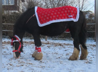 Tinkerhäst, Sto, 3 år, 147 cm, Svart