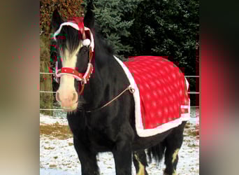 Tinkerhäst, Sto, 3 år, 147 cm, Svart