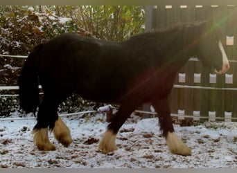 Tinkerhäst, Sto, 3 år, 147 cm, Svart