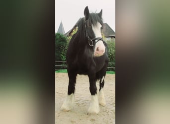 Tinkerhäst, Sto, 3 år, 147 cm, Svart
