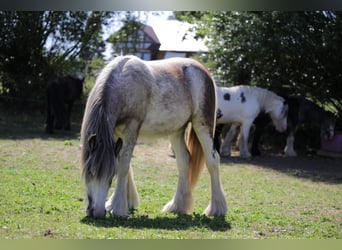 Tinkerhäst, Sto, 3 år, 148 cm, Grå-blå-brun