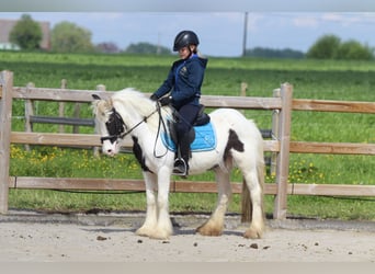 Tinkerhäst, Sto, 4 år, 126 cm, Pinto