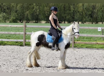 Tinkerhäst, Sto, 4 år, 128 cm, Pinto