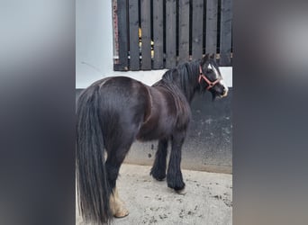 Tinkerhäst, Sto, 4 år, 130 cm, Svart