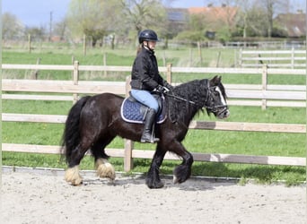 Tinkerhäst, Sto, 4 år, 130 cm, Svart