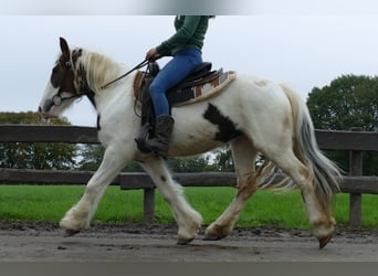 Tinkerhäst, Sto, 4 år, 137 cm, Pinto