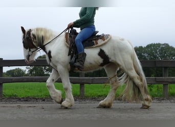 Tinkerhäst, Sto, 4 år, 137 cm, Pinto