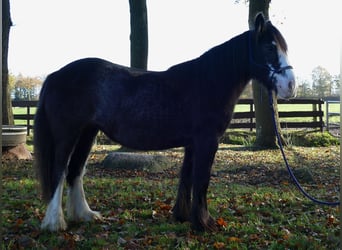 Tinkerhäst, Sto, 4 år, 138 cm, Svart