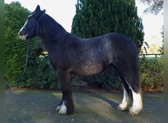 Tinkerhäst, Sto, 4 år, 138 cm, Svart