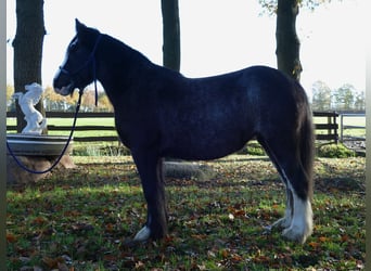 Tinkerhäst, Sto, 4 år, 138 cm, Svart