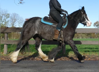 Tinkerhäst, Sto, 4 år, 138 cm, Svart