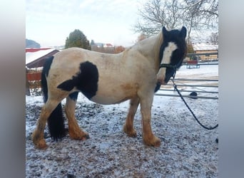 Tinkerhäst, Sto, 4 år, 144 cm, Pinto