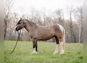 Tinkerhäst, Sto, 4 år, 147 cm, Tobiano-skäck-alla-färger
