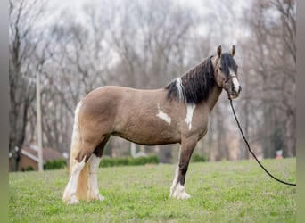 Tinkerhäst, Sto, 4 år, 147 cm, Tobiano-skäck-alla-färger
