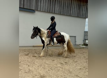 Tinkerhäst, Sto, 4 år, 148 cm, Pinto
