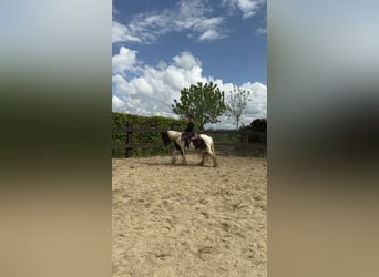 Tinkerhäst, Sto, 4 år, 148 cm, Pinto