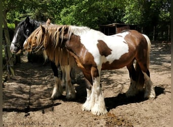 Tinkerhäst, Sto, 4 år, 148 cm, Tobiano-skäck-alla-färger