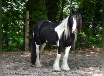 Tinkerhäst, Sto, 4 år, 148 cm, Tobiano-skäck-alla-färger