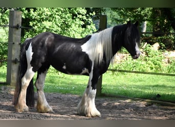 Tinkerhäst, Sto, 4 år, 148 cm, Tobiano-skäck-alla-färger