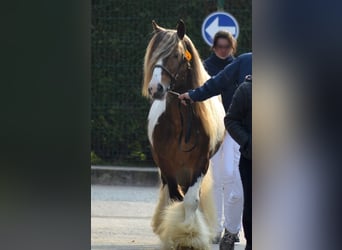 Tinkerhäst, Sto, 4 år, 148 cm, Tobiano-skäck-alla-färger